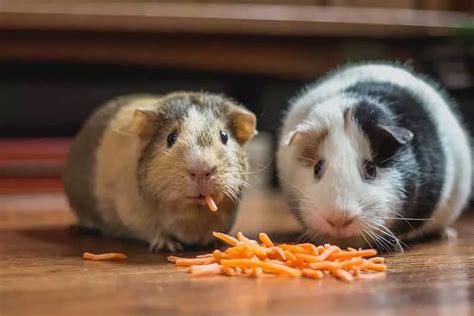 養小動物|15 種適合養在房間的寵物推薦！偷養在房間、適合小。